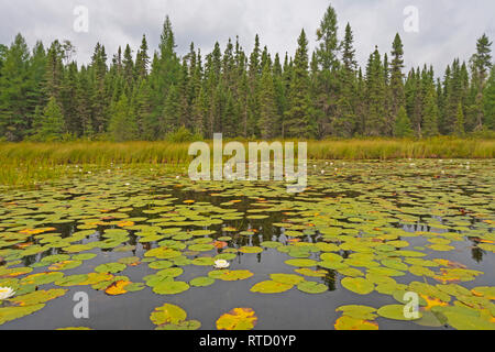 Lily Pads auf einer Fran Lake im Norden durch die Wälder von Quetico Provincial Park in Ontario Stockfoto