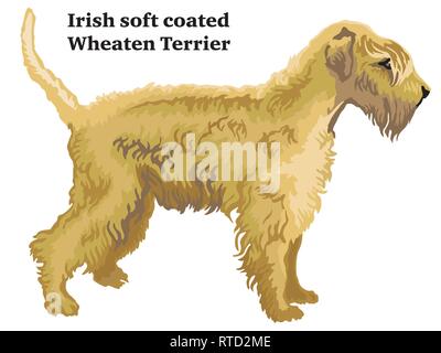 Dekorative Umrisse Portrait von ständigen im Profil hund Irish Soft Coated Wheaten Terrier, Vektor bunte Abbildung auf weißem Hintergrund. Ich Stock Vektor