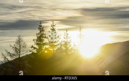 Sonnenuntergang über den Wald. Schöne gelbe und orange Flares, wie die Sonne hinter den Bergen. Nadelwald von Tannen und Lärchen in Silhouette. Stockfoto