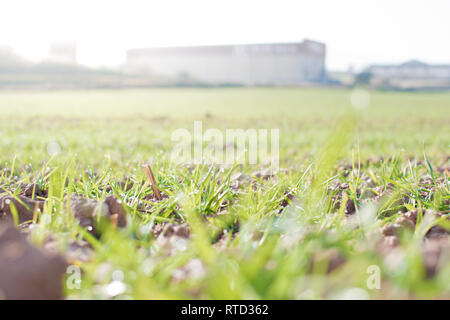 Ackerland und Branchen Hintergrund. Sprossen von Weizen zu ernten. Sonnenlicht Stockfoto