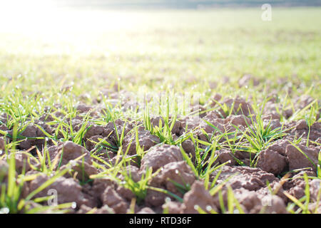 Ackerland und Branchen Hintergrund. Sprossen von Weizen zu ernten. Sonnenlicht Stockfoto