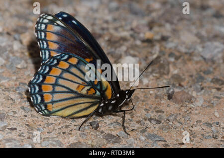 Vizekönig und rot-gepunktete Lila, Limenitis archippus archippus X Limenitis arthemis Astyanax, hybride Form Rubidus Stockfoto