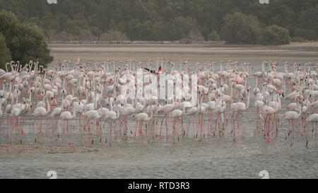 Mehr Flamingo/Phoenicopterus Roseus. Ras Al Khor Wildlife Sanctuary. Dubai. UAE Stockfoto