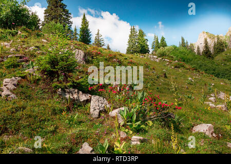 Blumenwiese wie ein Märchen, Wiese in der Nähe des Eggsstock, Schweiz Stockfoto