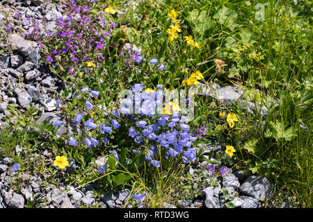 Blumenwiese mit Glockenblumen (Campanula), Schweiz Stockfoto