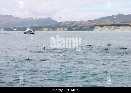 Dusky Delphine schwimmen und Springen im Pazifischen Ozean vor der Küste von Kaikoura Neuseeland Südinsel Stockfoto