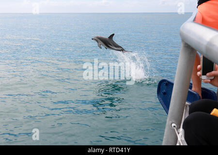 Dusky Delphine schwimmen und Springen im Pazifischen Ozean vor der Küste von Kaikoura Neuseeland Südinsel Stockfoto