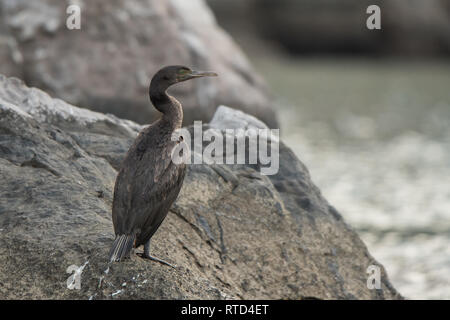 Sokotra Kormoran (Phalacrocorax nigrogularis). Hafen von Khasab. Musandam. Oman Stockfoto