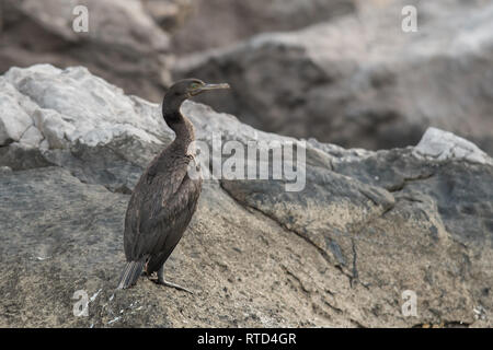 Sokotra Kormoran (Phalacrocorax nigrogularis). Hafen von Khasab. Musandam. Oman Stockfoto