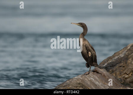 Sokotra Kormoran (Phalacrocorax nigrogularis). Hafen von Khasab. Musandam. Oman Stockfoto