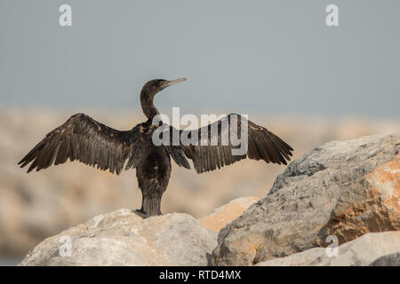 Sokotra Kormoran (Phalacrocorax nigrogularis). Hafen von Khasab. Musandam. Oman Stockfoto