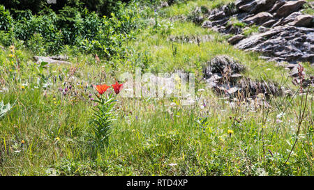 Orange Lilie, Lilium bulbiferum, auf wilde fower Wiese, Schweizer Alpen, Schweiz Stockfoto