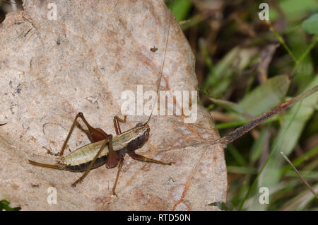 Wald Wiese Katydid, Conocephalus nemoralis, Weiblich Stockfoto