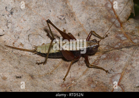 Wald Wiese Katydid, Conocephalus nemoralis, Weiblich Stockfoto