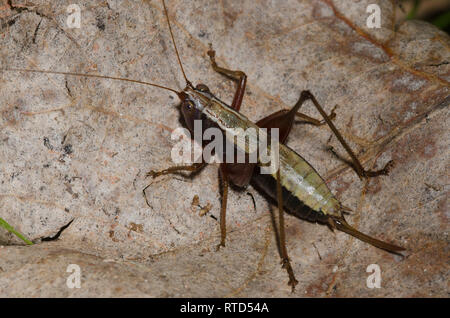 Wald Wiese Katydid, Conocephalus nemoralis, Weiblich Stockfoto