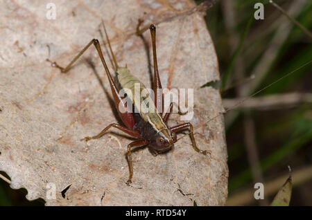 Wald Wiese Katydid, Conocephalus nemoralis, Weiblich Stockfoto