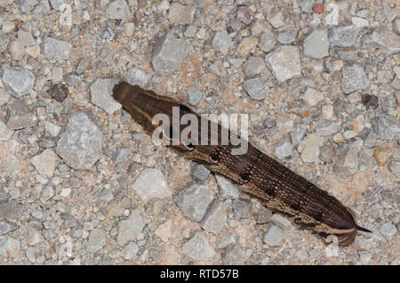 Tersa Sphinx, Xylophanes tersa, Larve Stockfoto