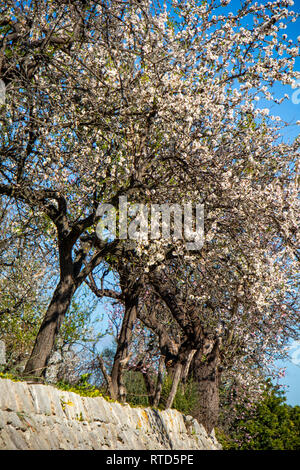 Mandelblüte Saison im Dorf Selva, Mallorca, Balearen, Spanien Stockfoto