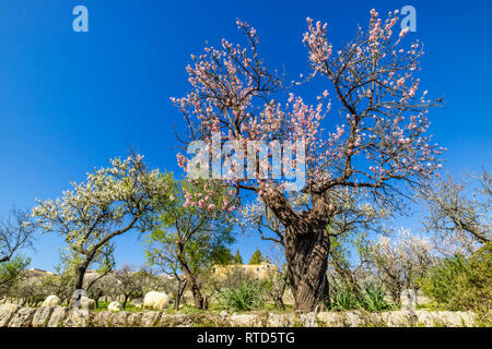 Mandelblüte Saison im Dorf Selva, Mallorca, Balearen, Spanien Stockfoto