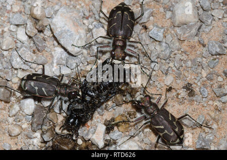 Oblique gesäumten Tiger Käfer, Cicindela tranquebarica, Scavenging auf roadkill Stockfoto