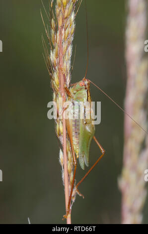 Größere Wiese, Katydid Orchelimum sp., männlichen Gesang Stockfoto