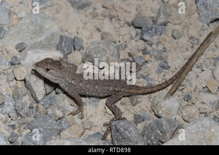 Zaun Eidechse, Sceloporus consobrinus Stockfoto