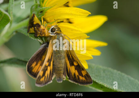 Gezackte Ambush Bug, Phymata sp., Fütterung auf erfasst Fiery Skipper, Hylephila phyleus, Weibchen auf Maximilian Sonnenblume, Helianthus maximiliani Stockfoto