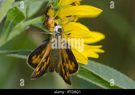 Gezackte Ambush Bug, Phymata sp., Fütterung auf erfasst Fiery Skipper, Hylephila phyleus, Weibchen auf Maximilian Sonnenblume, Helianthus maximiliani Stockfoto