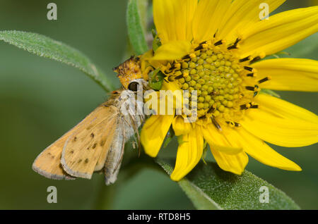 Gezackte Ambush Bug, Phymata sp., Fütterung auf erfasst Fiery Skipper, Hylephila phyleus, Weibchen auf Maximilian Sonnenblume, Helianthus maximiliani Stockfoto