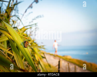 Monarch butterfly ruht kurzzeitig auf Tau beladenen Flachs blatt Erwärmung in der frühen Morgensonne mit Blick auf den blauen Pazifik aus Schwerpunkt über auf dem Berg Maunga Stockfoto