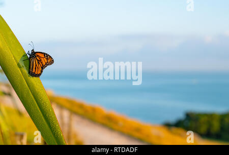 Monarch butterfly ruht kurzzeitig auf Tau beladenen Flachs blatt Erwärmung in der frühen Morgensonne mit Blick auf den blauen Pazifik aus Schwerpunkt über auf dem Berg Maunga Stockfoto