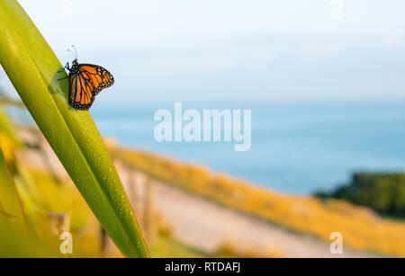 Monarch butterfly ruht kurzzeitig auf Tau beladenen Flachs blatt Erwärmung in der frühen Morgensonne mit Blick auf den blauen Pazifik aus Schwerpunkt über auf dem Berg Maunga Stockfoto