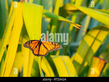 Monarch butterfly ruht kurzzeitig auf Tau beladenen Flachs blatt Erwärmung in der frühen Morgensonne auf dem Berg Maungaui, Tauranga Neuseeland. Stockfoto