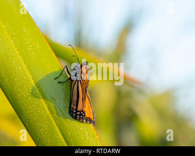 Monarch butterfly ruht kurzzeitig auf Tau beladenen Flachs blatt Erwärmung in der frühen Morgensonne auf dem Berg Maungaui, Tauranga Neuseeland. Stockfoto