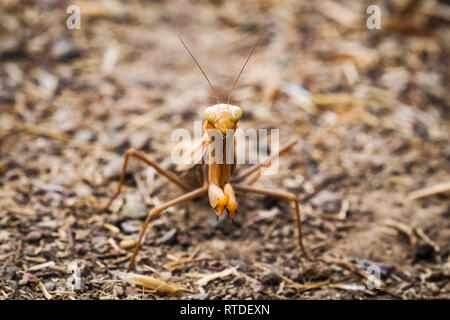 Gottesanbeterin (Stagmomantis californica) auf dem Boden, Kalifornien Stockfoto