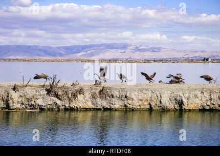 Kanada Gänse, Vorbereitung von einem Deich im Süden der Bucht von San Francisco, Sunnyvale, Kalifornien zu fliegen Stockfoto