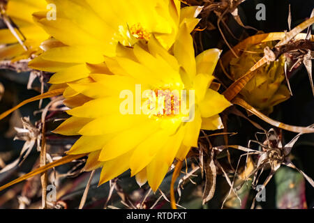 Schöne gelbe Kaktus Blumen, Kalifornien Stockfoto