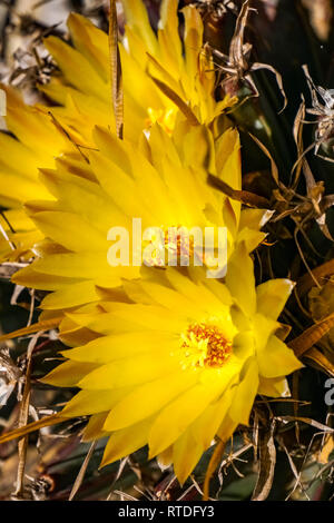 Schöne gelbe Kaktus Blumen, Kalifornien Stockfoto