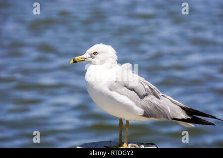 Ring in Rechnung Seagull (Larus delawarensis) im Baylands Park, Palo Alto, Kalifornien Stockfoto