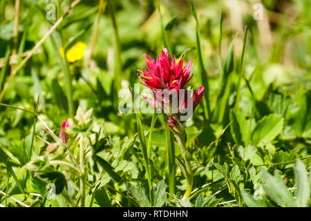 Rosa Indian Paintbrush Blumen, Yellowstone National Park, Wyoming Stockfoto