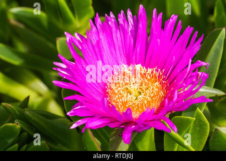 Lila Carpobrotus edulis Blume, Kalifornien Stockfoto