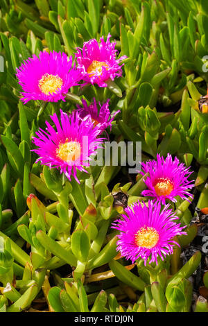 Lila Carpobrotus edulis Blume, Kalifornien Stockfoto