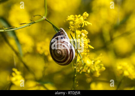 Schnecke auf grünen Senf gelbe Blume, Kalifornien Stockfoto