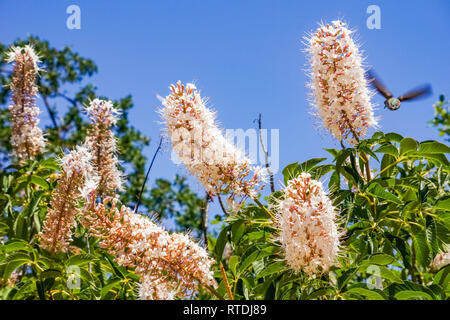 Blumen Kalifornien Roßkastanie (Aesculus californica) Stockfoto