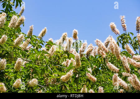 Blumen Kalifornien Roßkastanie (Aesculus californica) Stockfoto