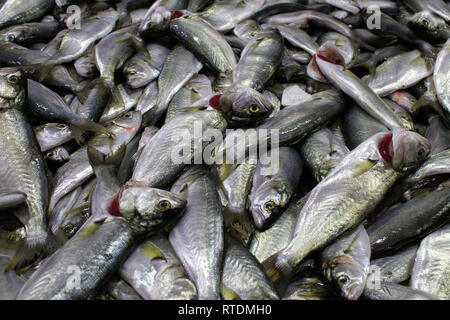 Frische, rohe Pomatomidae (Cinekop) Fisch Stockfoto