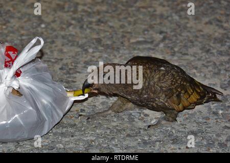 Nächtliche Kea Papagei (Nestor notabilis) in Neuseeland stiehlt Müll auf einem Campingplatz. Stockfoto