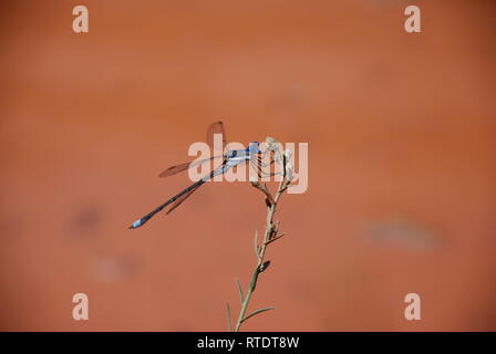 Blau damselfly thront auf einem Zweig in Moab, Utah gegen roten Lehm Hintergrund. Stockfoto