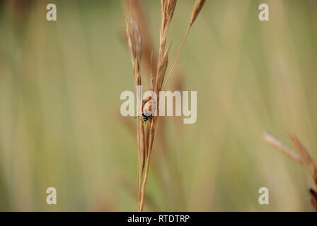 Red lady Käfer auf Weizen Stiel. Stockfoto