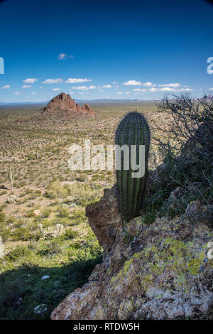 Die malerische Landschaft nach Norden von Dripping Springs entlang der Puerto Blanco Drive, Organ Pipe Cactus National Monument, South-Central Arizona, USA Stockfoto